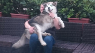 Bilder Hund u. Personen