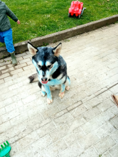 Bilder Hund u. Personen