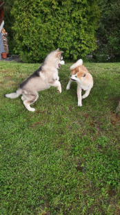 Bilder im Garten