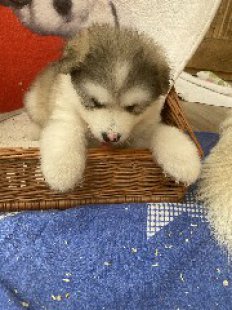 Jakito