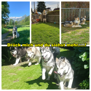 Bilder im Sommer