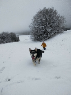 Bilder Hund u. Kind
