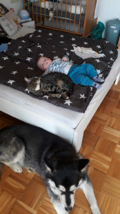 Bilder Hund u. Katze