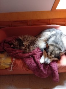 Bilder Hund u. Katze