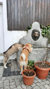 Bilder im Garten