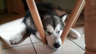 Bilder in der Wohnung