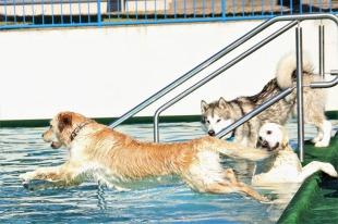 Bilder im/am Wasser