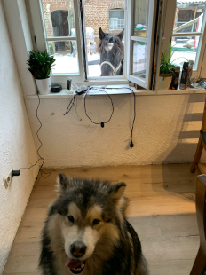 Bilder in der Wohnung