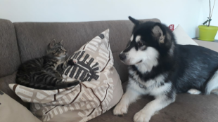 Bilder Hund u. Katze