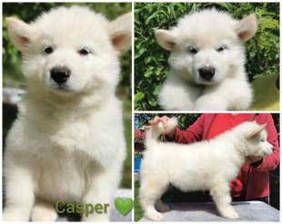 Casper