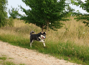 Bilder im Sommer
