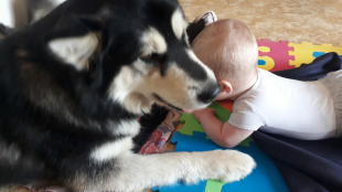 Bilder Hund u. Kind