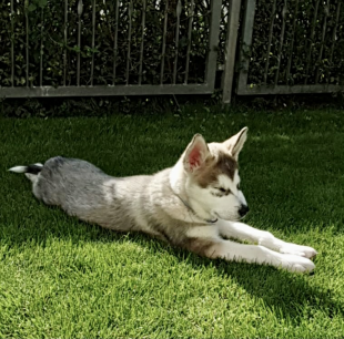 Bilder im Sommer