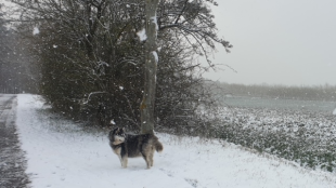 Bilder Hund u. Personen