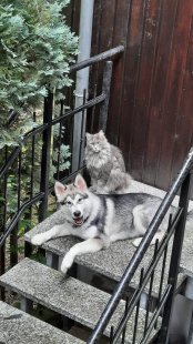 Bilder Hund u. Katze