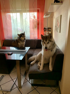 Bilder in der Wohnung