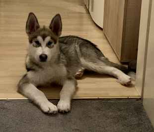 Bilder in der Wohnung