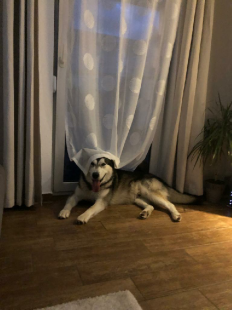 Bilder in der Wohnung