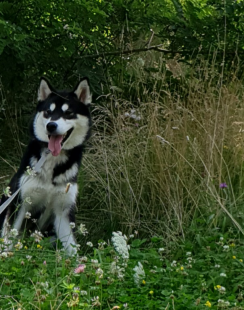 Bilder im Sommer