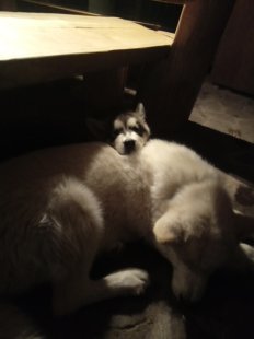 Casper