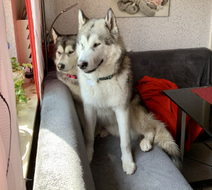 Bilder in der Wohnung