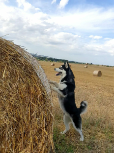 Bilder im Sommer