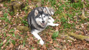 Bilder Hund u. Personen