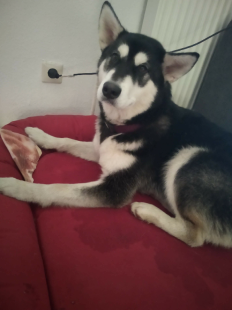 Bilder in der Wohnung