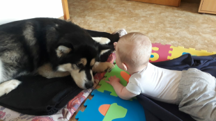 Bilder Hund u. Kind