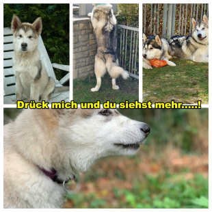 Bilder im Garten