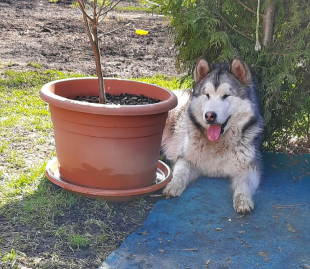 Bilder im Garten
