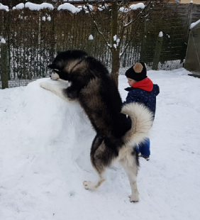 Bilder Hund u. Kind