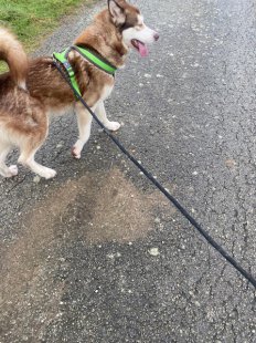 Borga