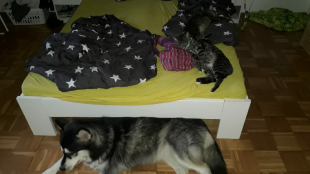 Bilder Hund u. Katze