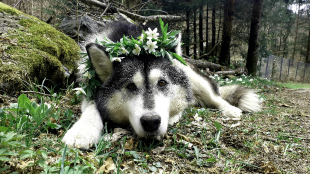 Bilder Hund u. Personen