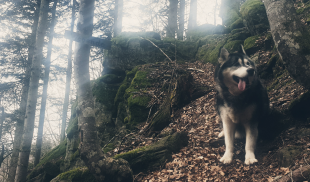 Bilder Hund u. Personen