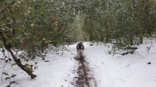 Bilder Hund u. Personen