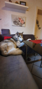 Bilder in der Wohnung