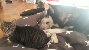 Bilder Hund u. Katze