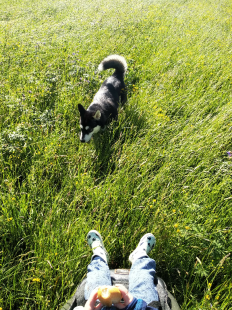 Bilder Hund u. Personen
