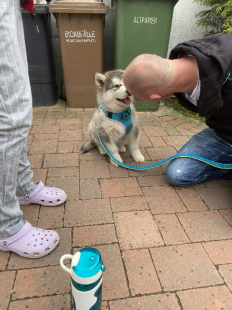 Bilder Hund u. Personen