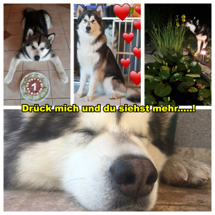 Bilder - Allgemein und Spass