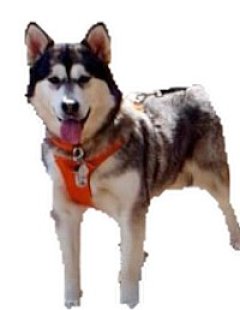 Bilder Hund u. Personen