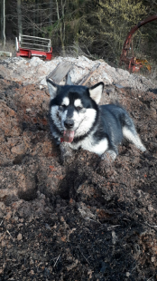 Bilder Hund u. Katze