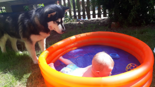 Bilder Hund u. Kind