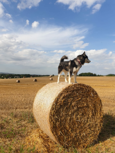 Bilder im Sommer