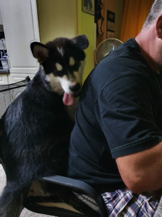 Bilder Hund u. Personen