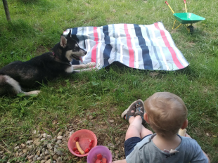 Bilder Hund u. Kind