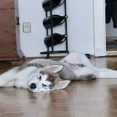 Yoga hält uns fit!