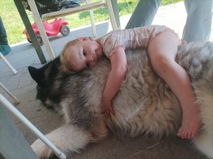 Bilder Hund u. Kind